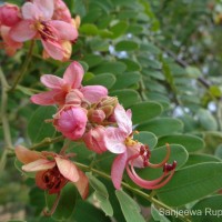 Cassia roxburghii DC.